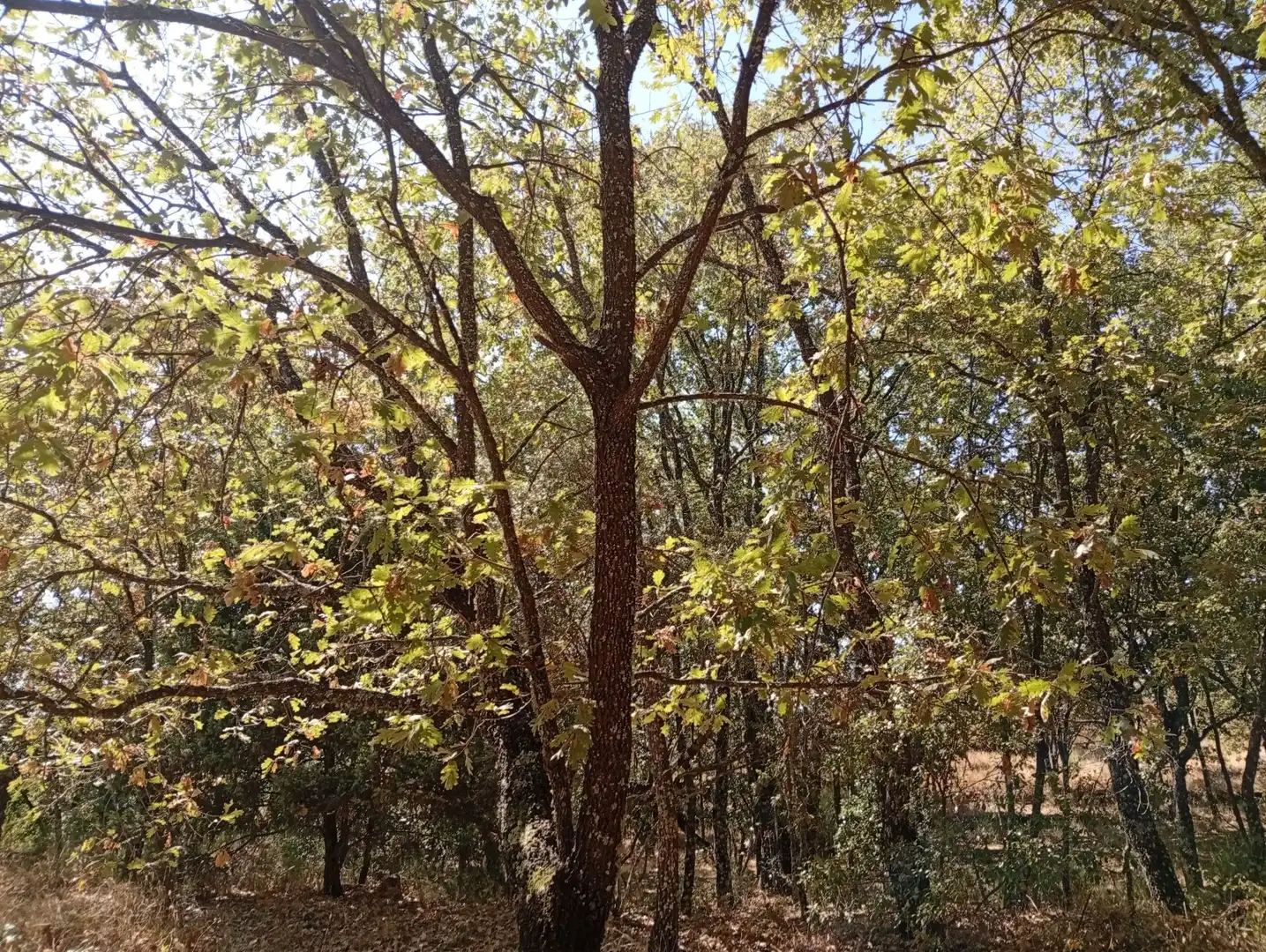 Terreni e lotti in vendita a Villanueva de la Vera, imagen 65