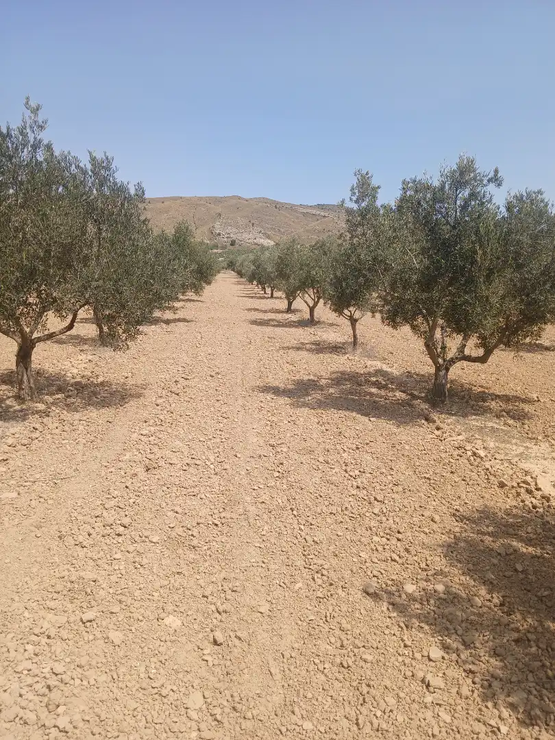 Rural land for sale in Carretera de Biar a Cañada s/n