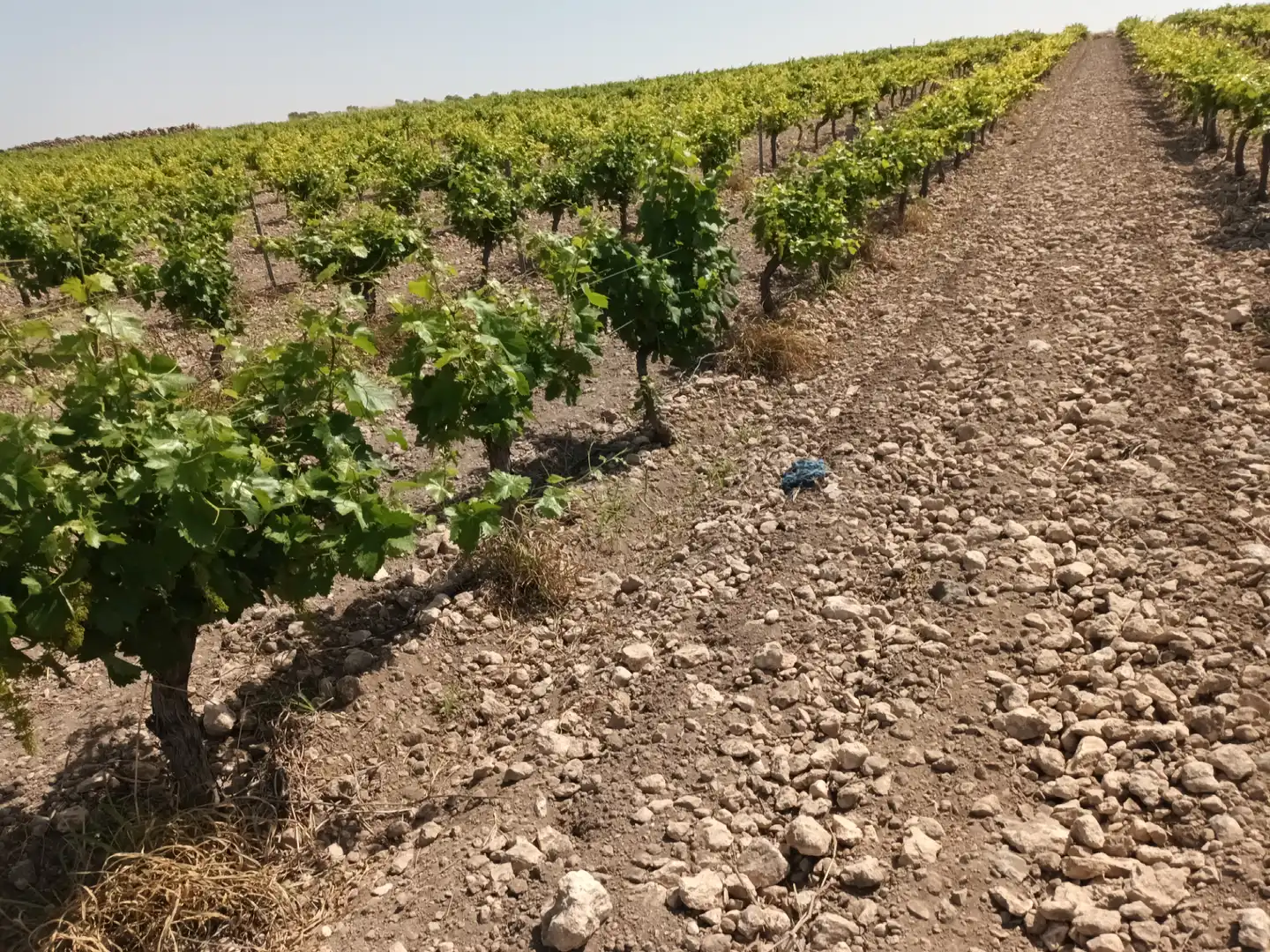 Terreno rustico in vendita a Villarrubia de los Ojos