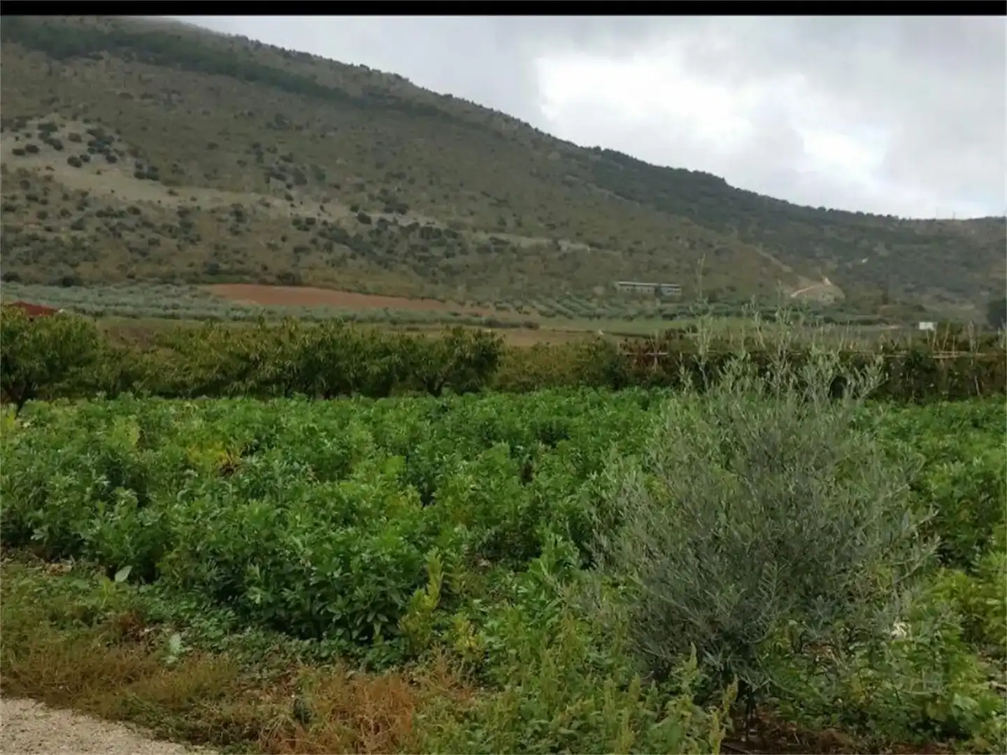 Land for sale in Alfarnate