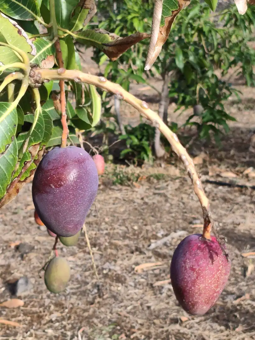 Jardín de Finca rústica en venta en Frontera con Terraza, Amueblado y Horno