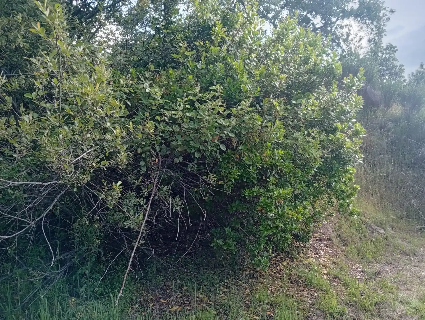 Terreni e lotti in vendita a Losar de la Vera, imagen 30