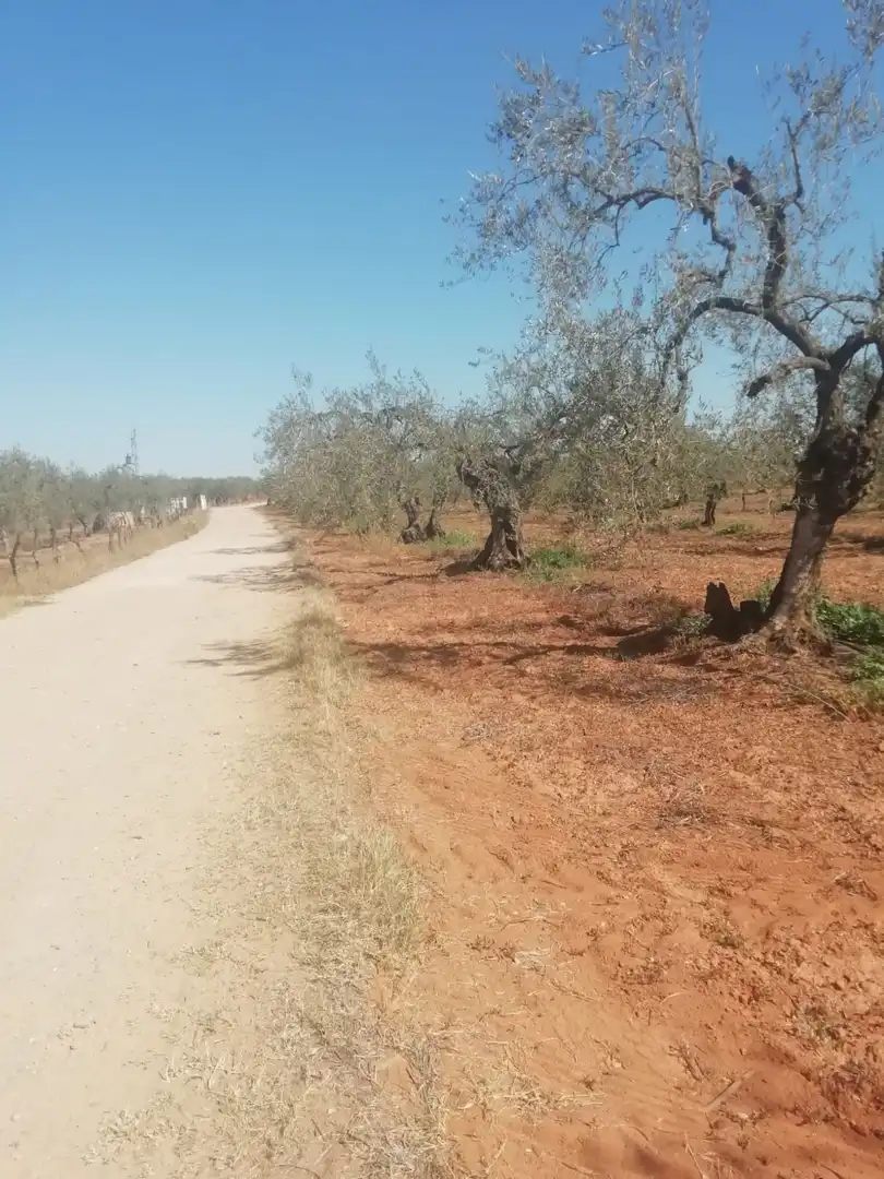 Casa rústica en venda a Sanlúcar la Mayor, imagen 5