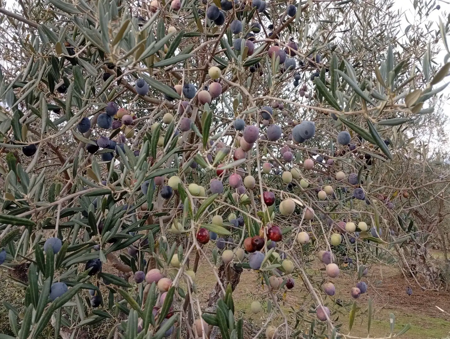 Terreni e lotti in vendita a Villanueva de la Vera, imagen 5