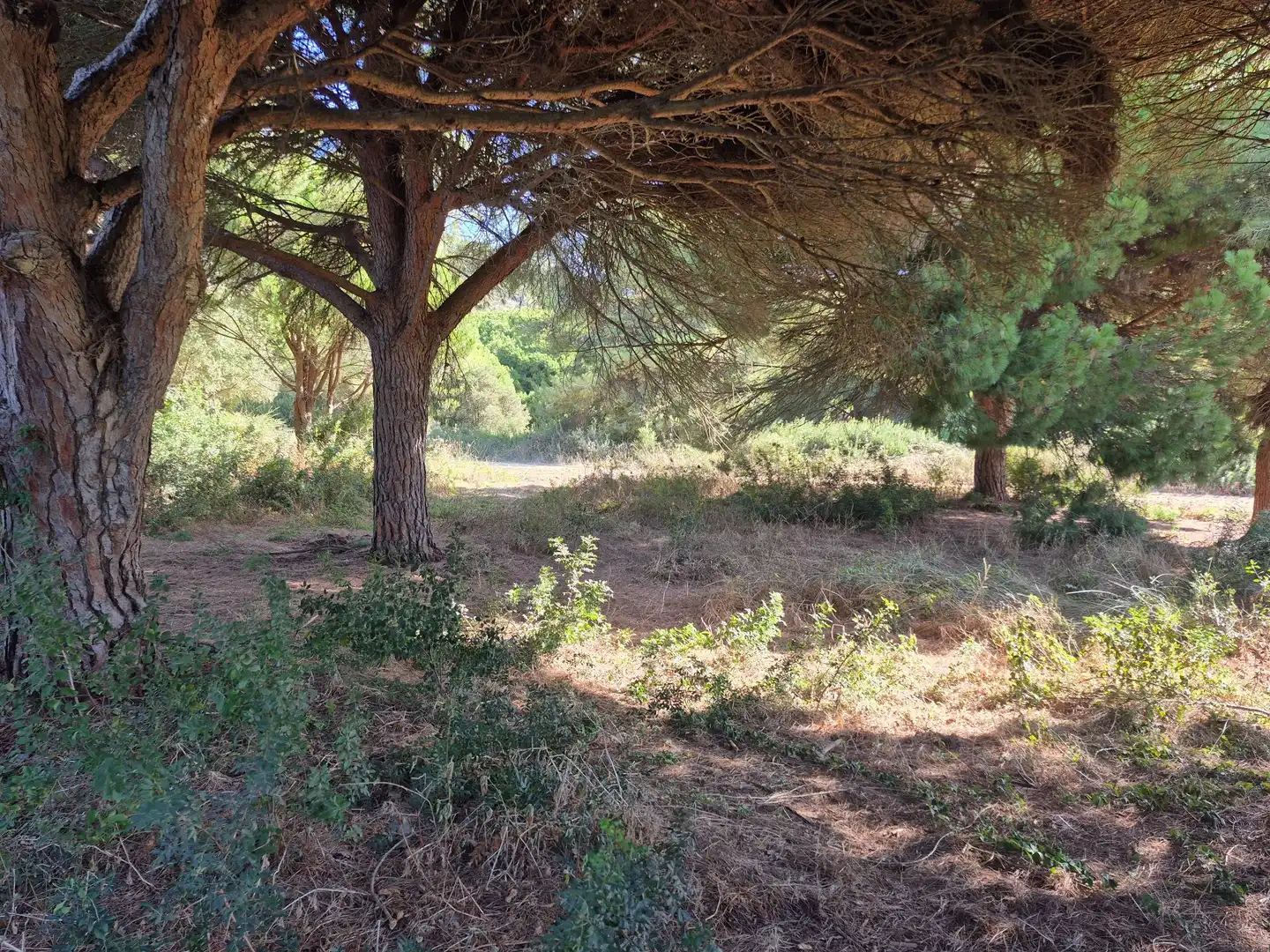 Terreno rustico in vendita a Los Caños de Meca, imagen 8