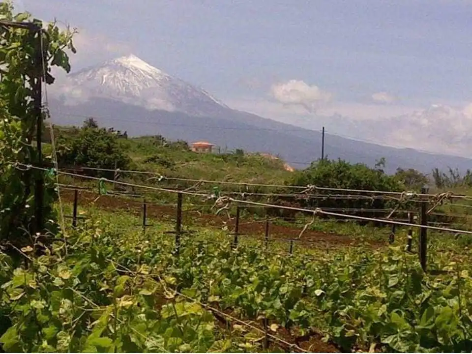 Jardí de Finca rústica en venda en Tacoronte amb Jardí privat i Traster