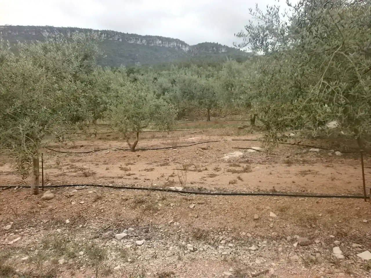 Terreny rústic en venda a Avinguda de Reus, imagen 6