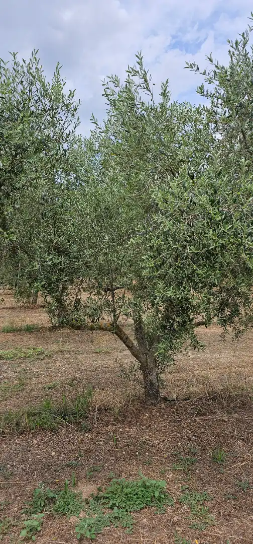 Land for sale in Móra d'Ebre