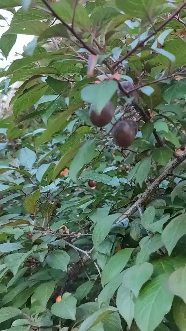 Jardí de Finca rústica en venda en Fuenteheridos