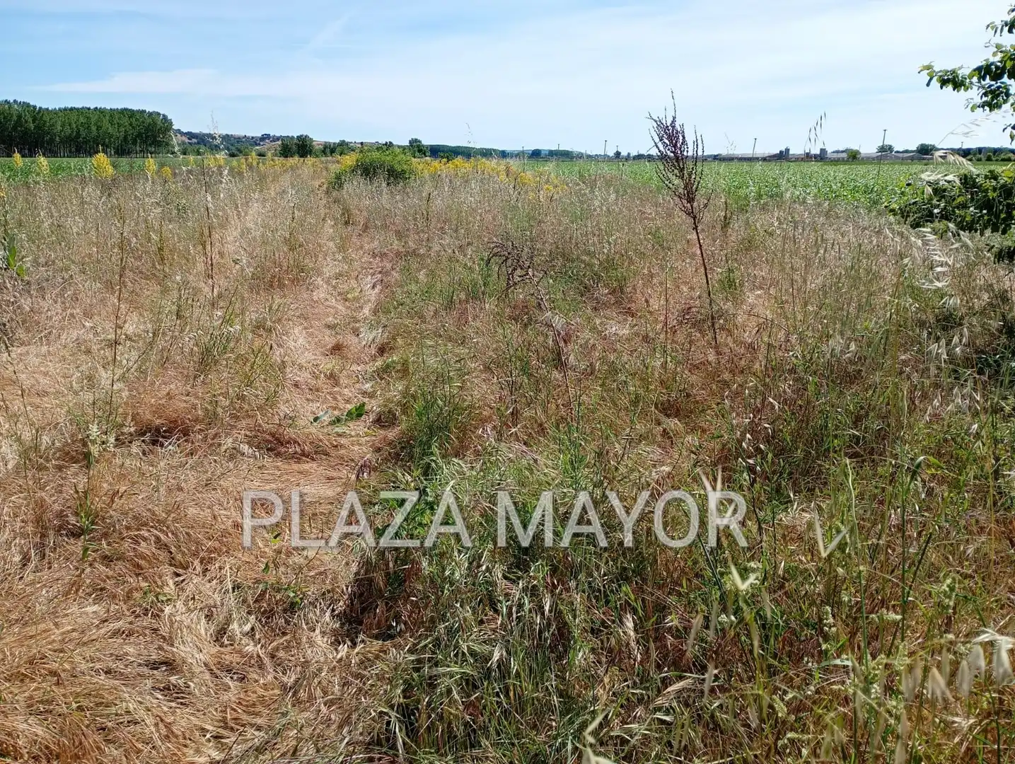Terreno rustico in vendita a Pelabravo, imagen 2