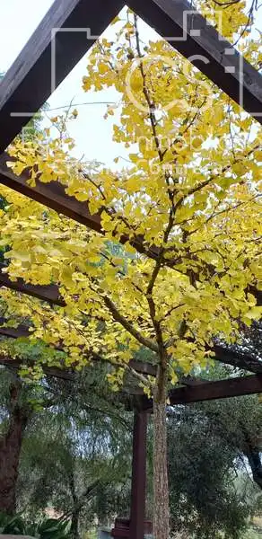 Jardín de Finca rústica en venta en Pilas con Aire acondicionado, Terraza y Trastero