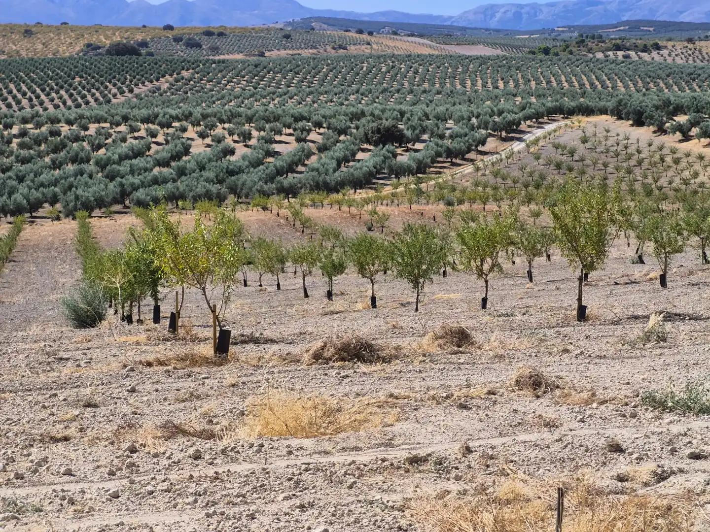 Terreny rústic en venda a Alhama de Granada, imagen 18