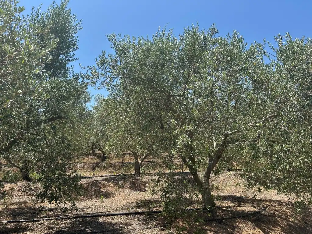 Finca rústica en venta en Sot de Ferrer