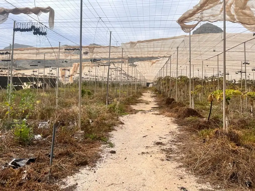 Terreny rústic en venda a La Aldea de San Nicolás, imagen 9