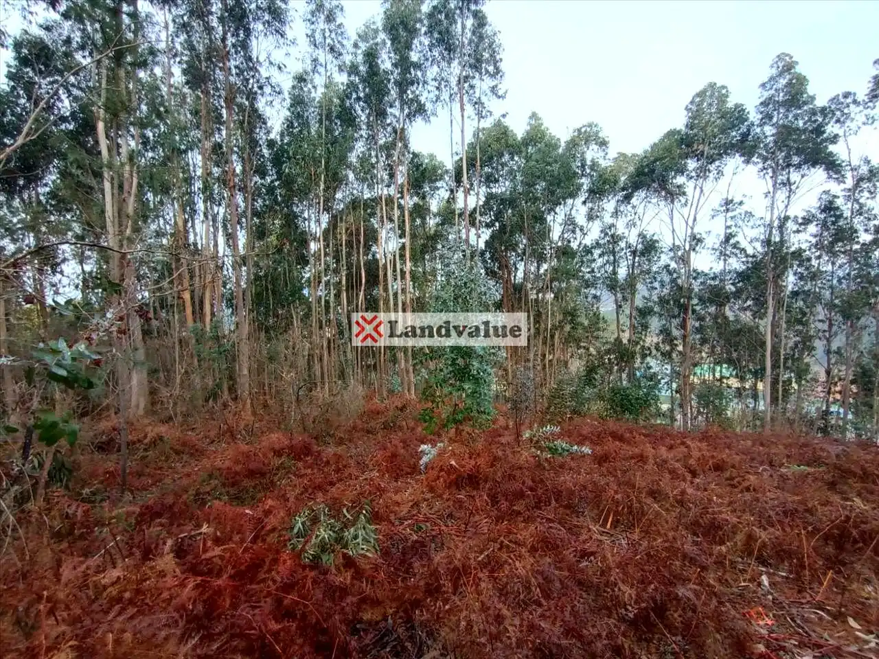 Rural land for sale in Polígono 166, Parcela 65, imagen 6