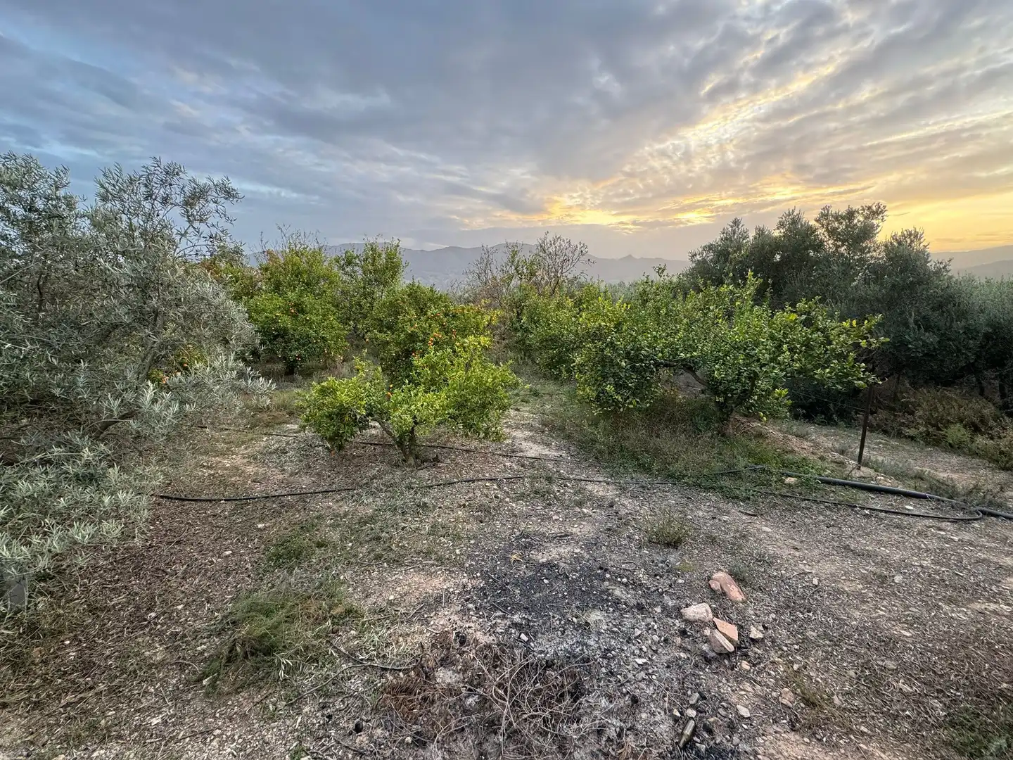 Terreno rustico in vendita a Lecrín, imagen 13