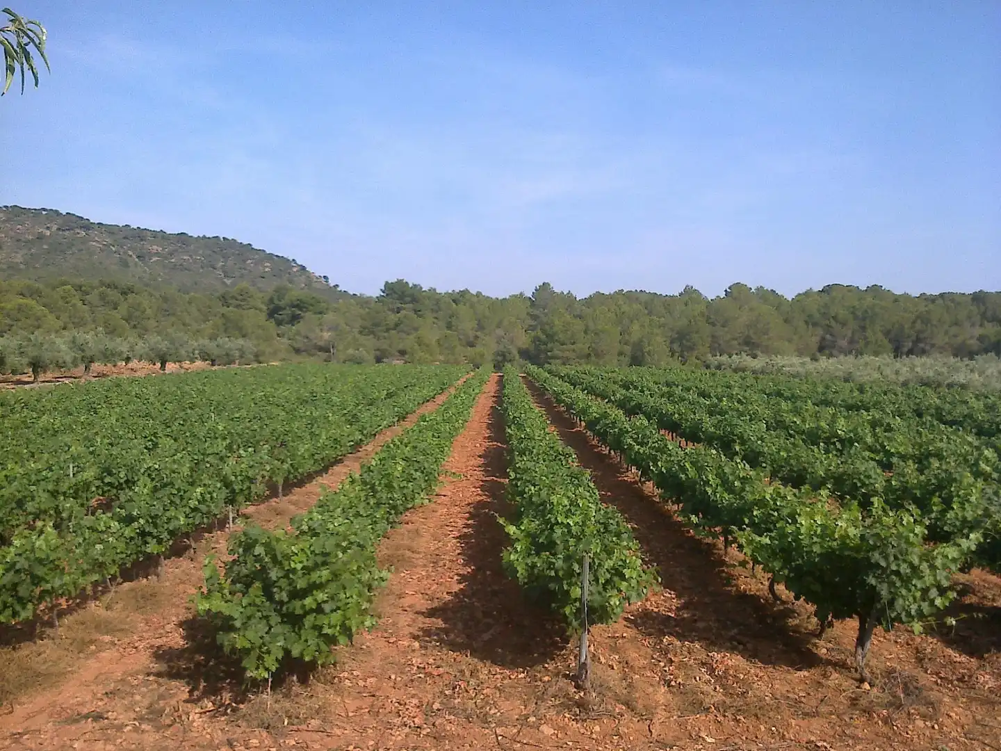 Country homes for sale in Calle SONEJA, Azuébar
