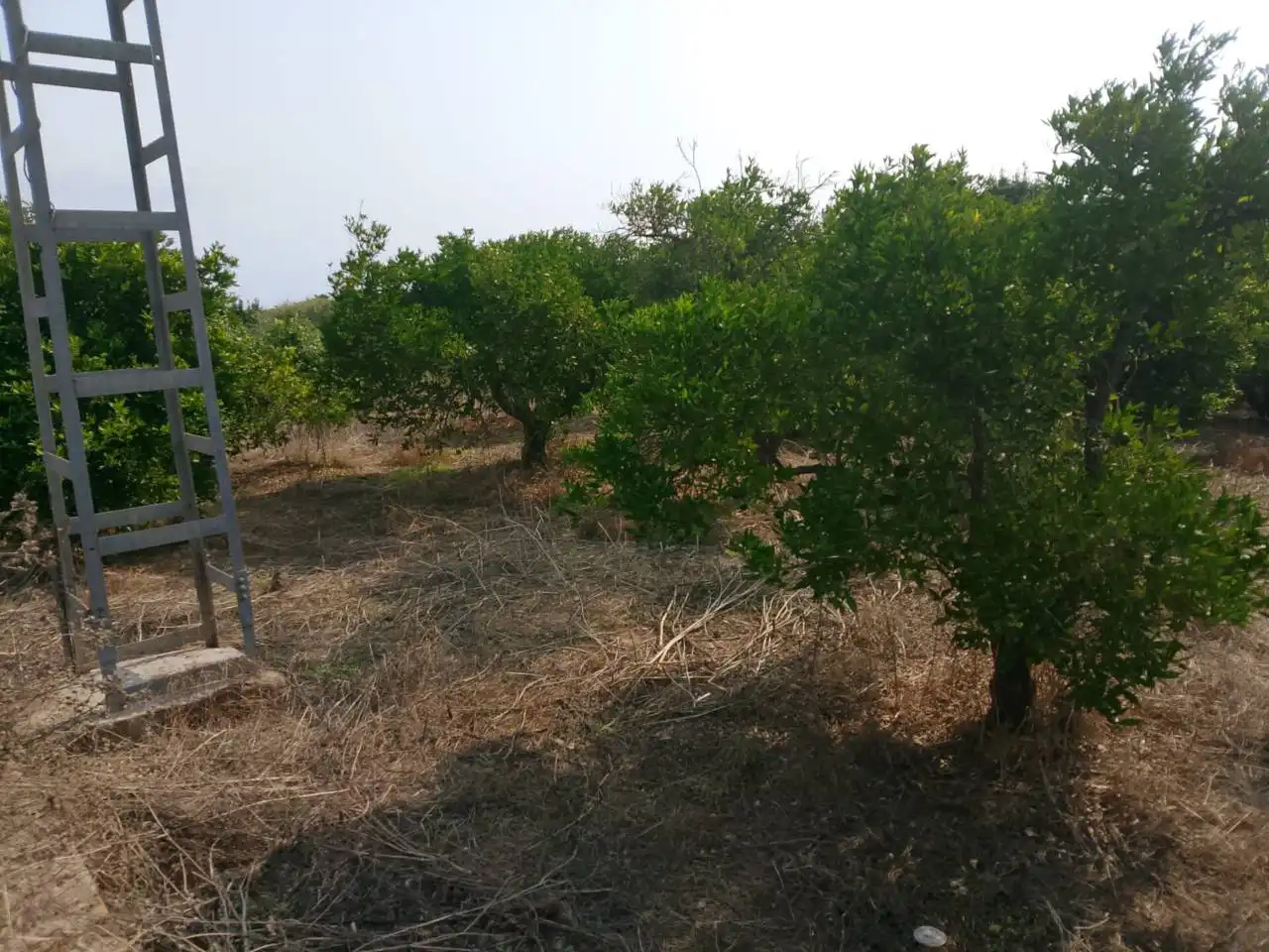 Rural land for sale in Calle Partida Alfas, imagen 7