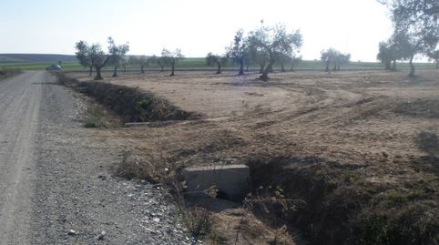 OLIVAR DE ESQUINA, imagen 2