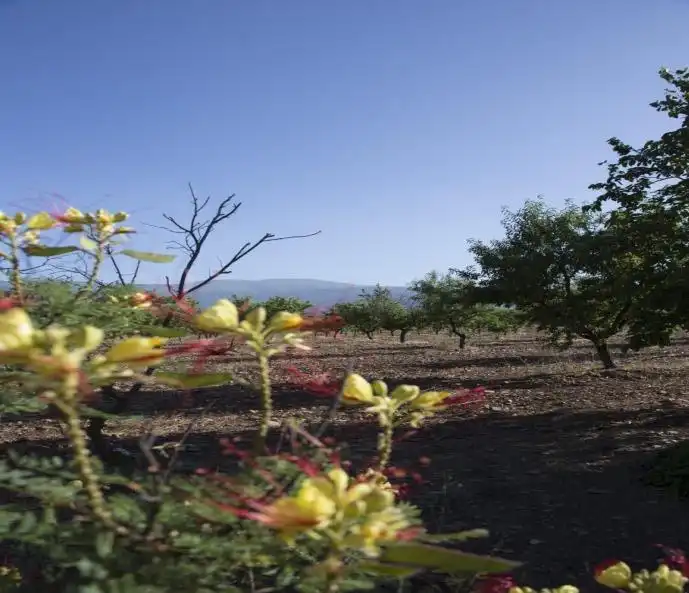 Jardí de Finca rústica en venda en Huéneja