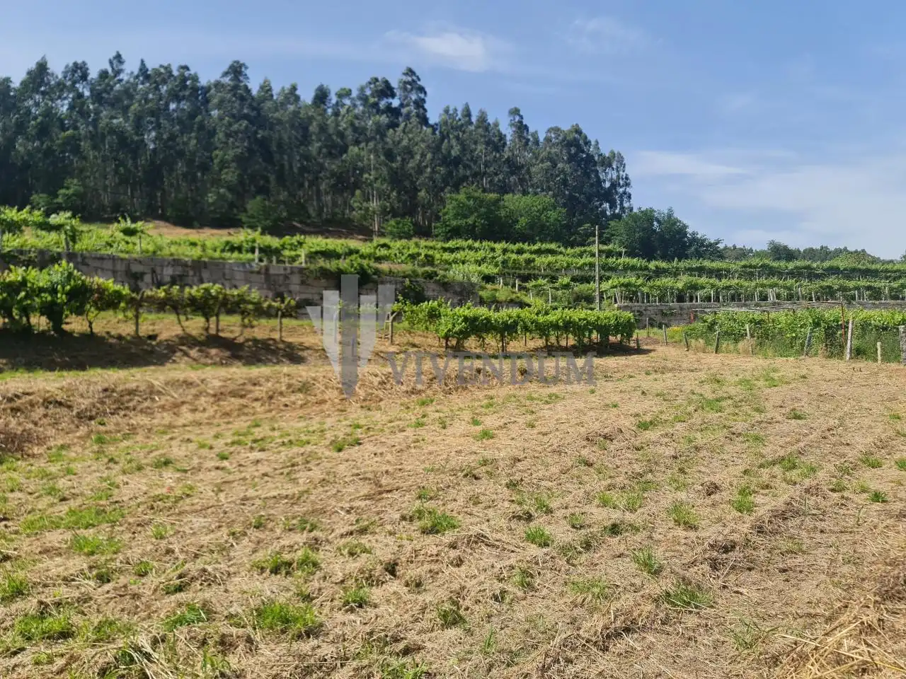Rural land for sale in Arbo, imagen 16