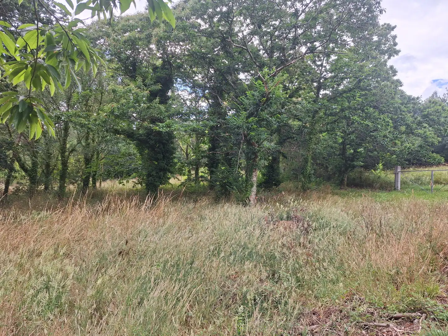 Grundstücke zur Miete in Culleredo