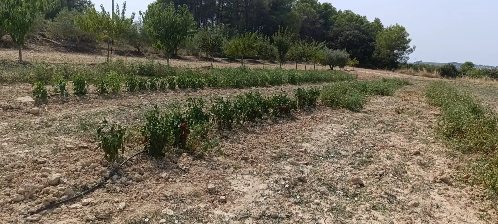 Residencial en venda en Vilalba dels Arcs