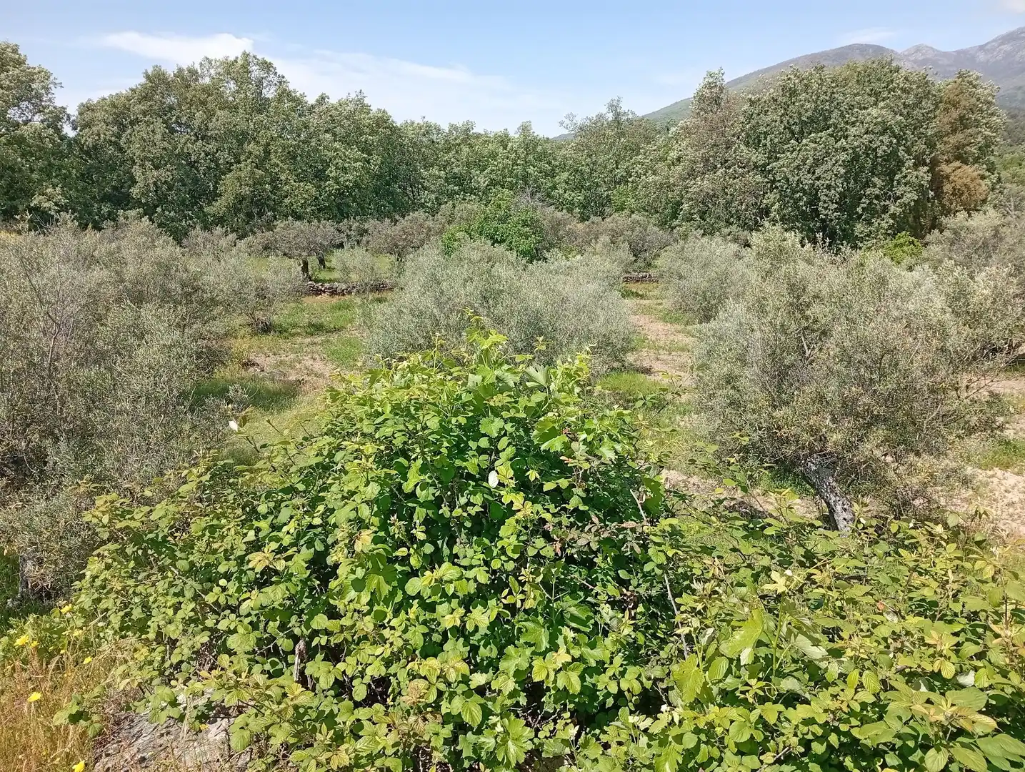 Terreni e lotti in vendita a Villanueva de la Vera, imagen 115