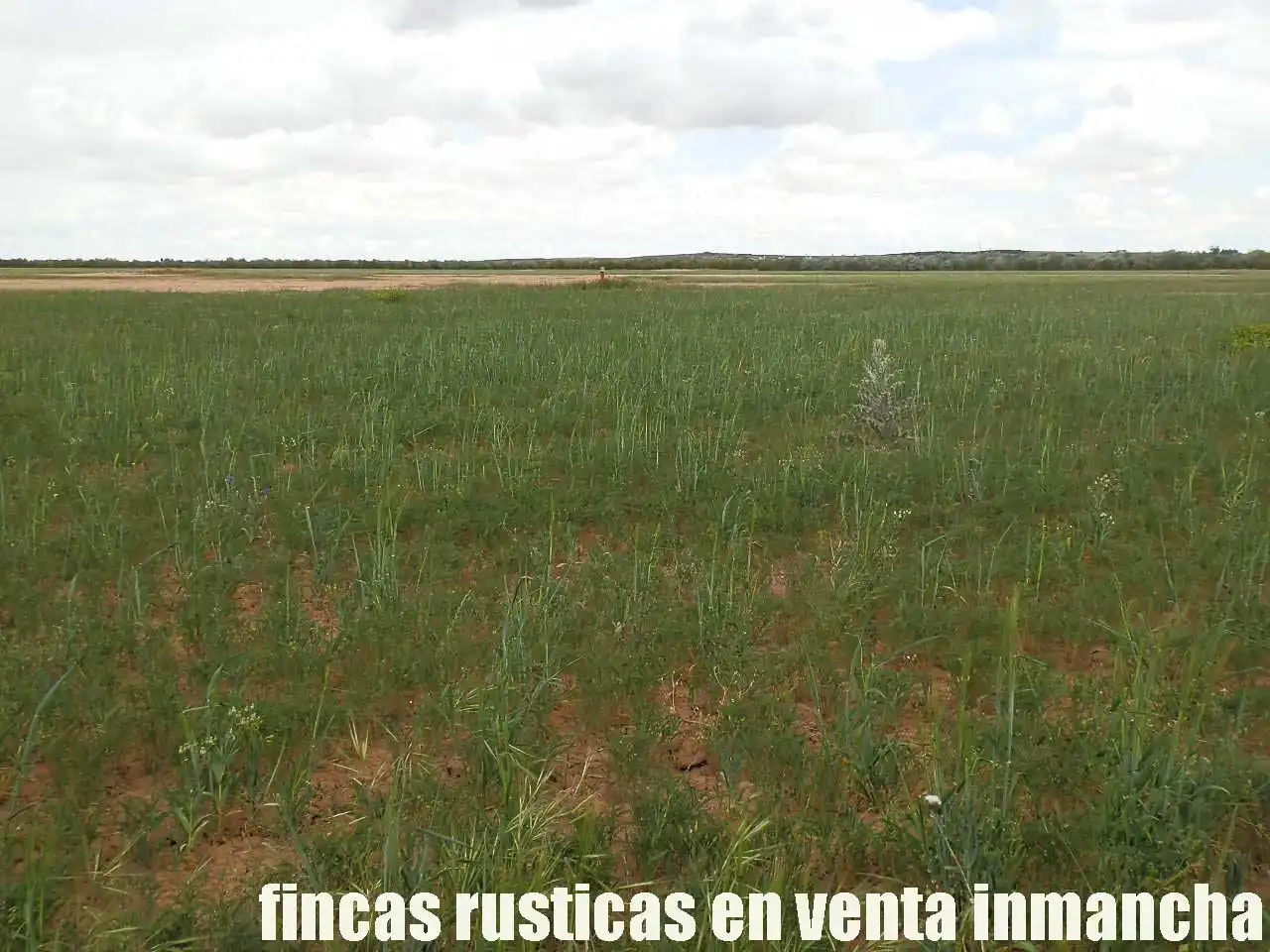 Terreny rústic en venda a Alcázar de San Juan, imagen 2