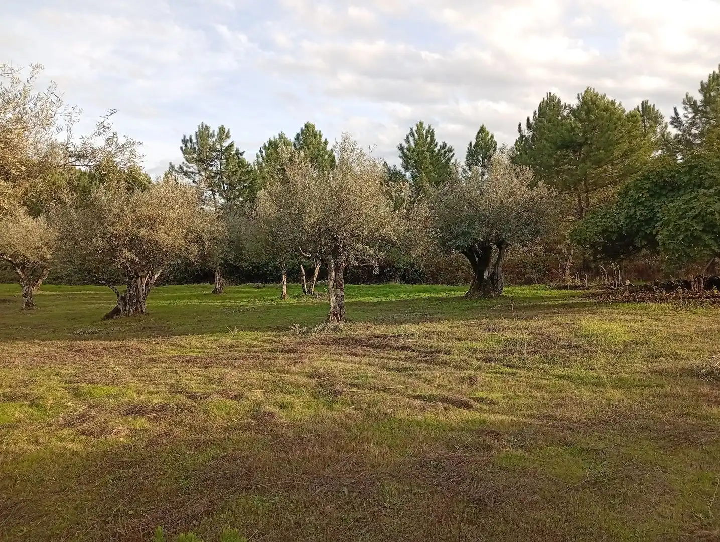 Terreni e lotti in vendita a Villanueva de la Vera, imagen 30