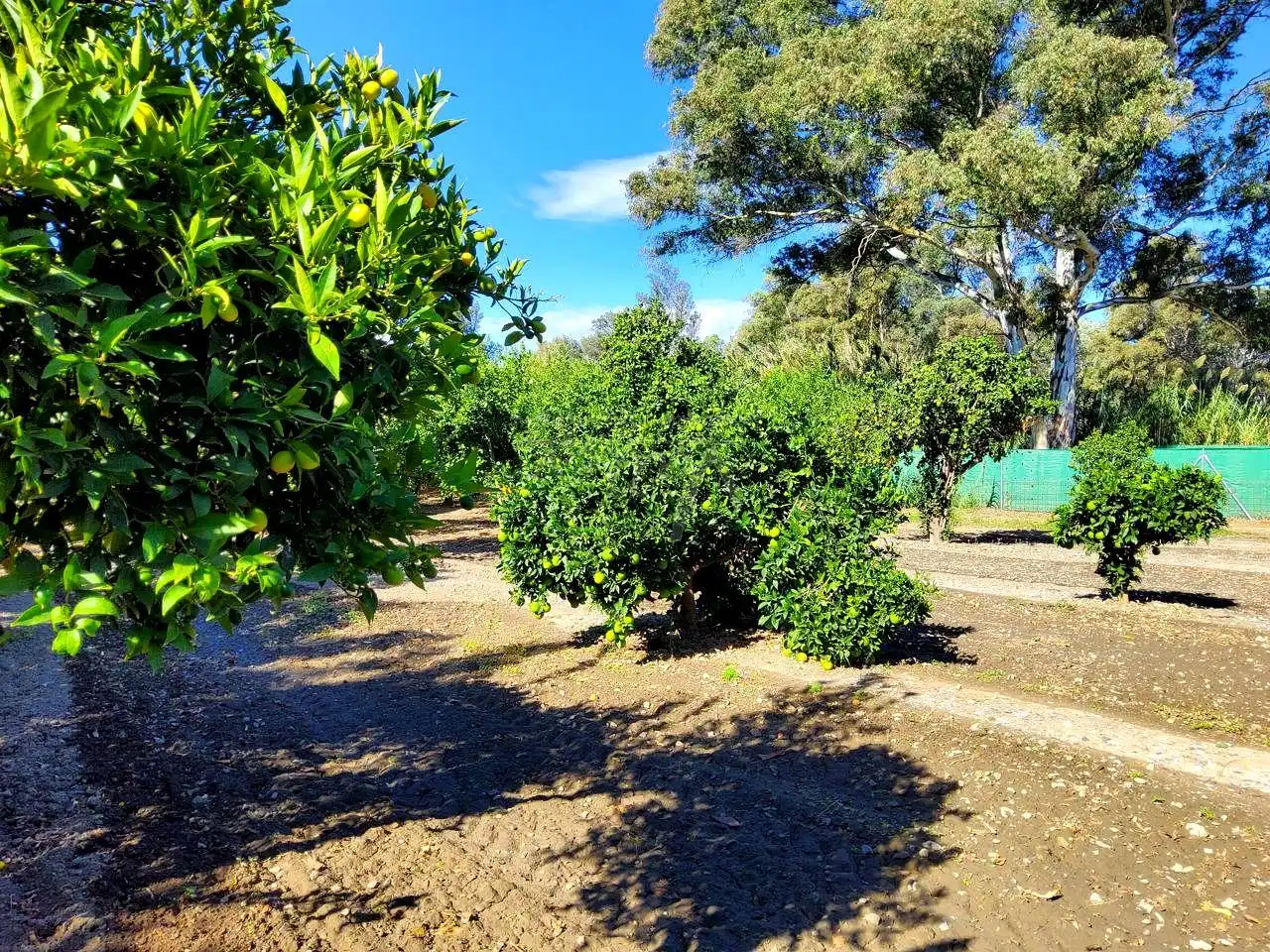 Terreni e lotti in vendita a San Enrique - Guadiaro -  Pueblo Nuevo, imagen 6