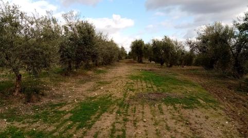 Foto 2 de Terreny en venda a Montefrange y Molinilla- Poligono 5, Arahal, Sevilla