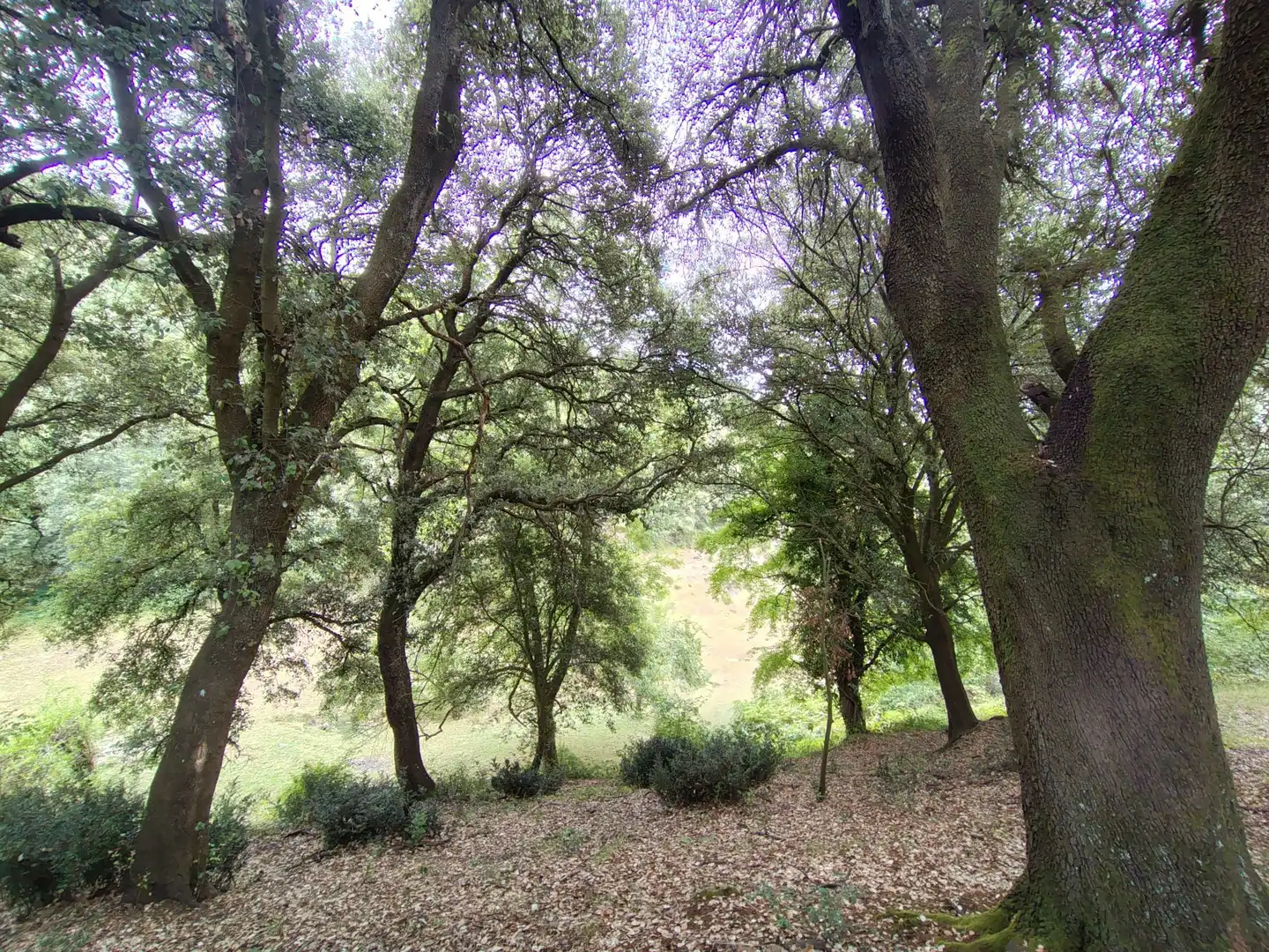 Jardí de Finca rústica en venda en Urduña / Orduña