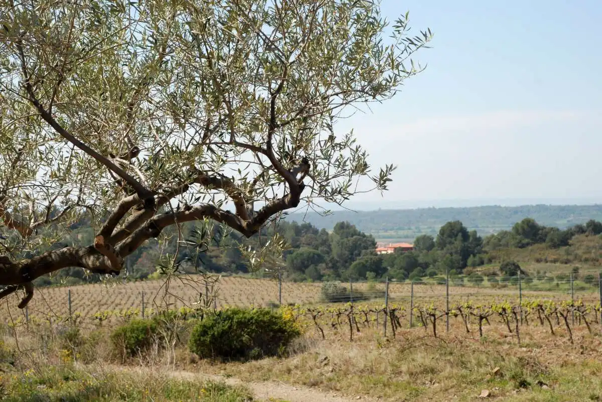 Lands and plots for sale in Garriguella, imagen 3