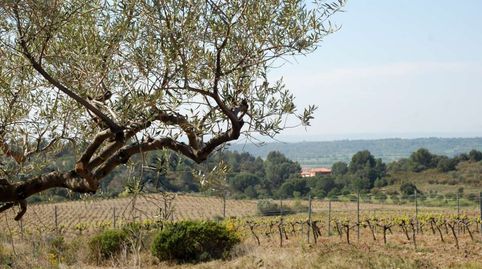 ltimas parcelas disponibles en Garriguella, immagine 3