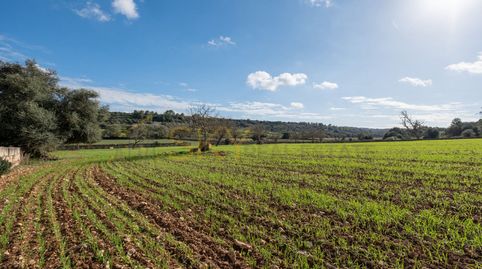 Foto 4 de Terreno en venta en Carrer Unió, Ariany, Illes Balears