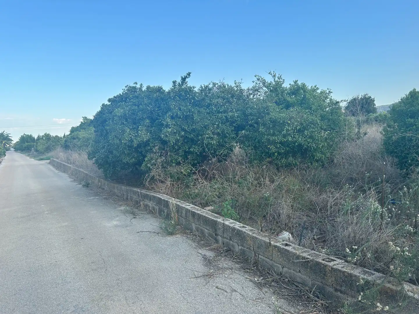 Terreny rústic en venda a Palma de Gandia, imagen 9