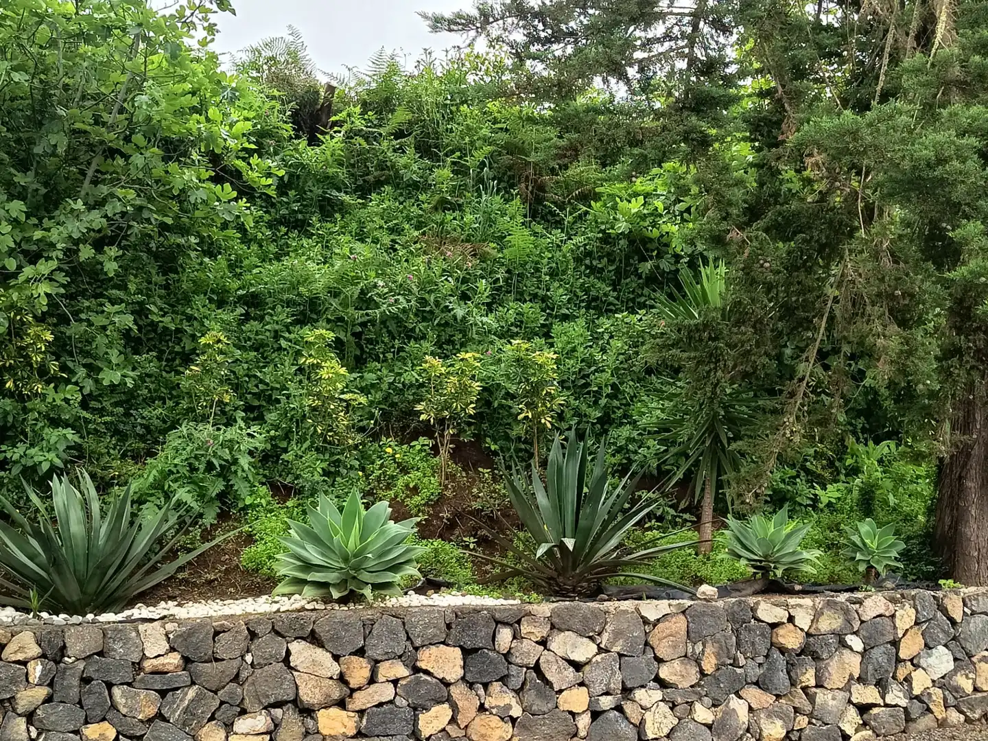 Garden of Land for sale in Icod de los Vinos