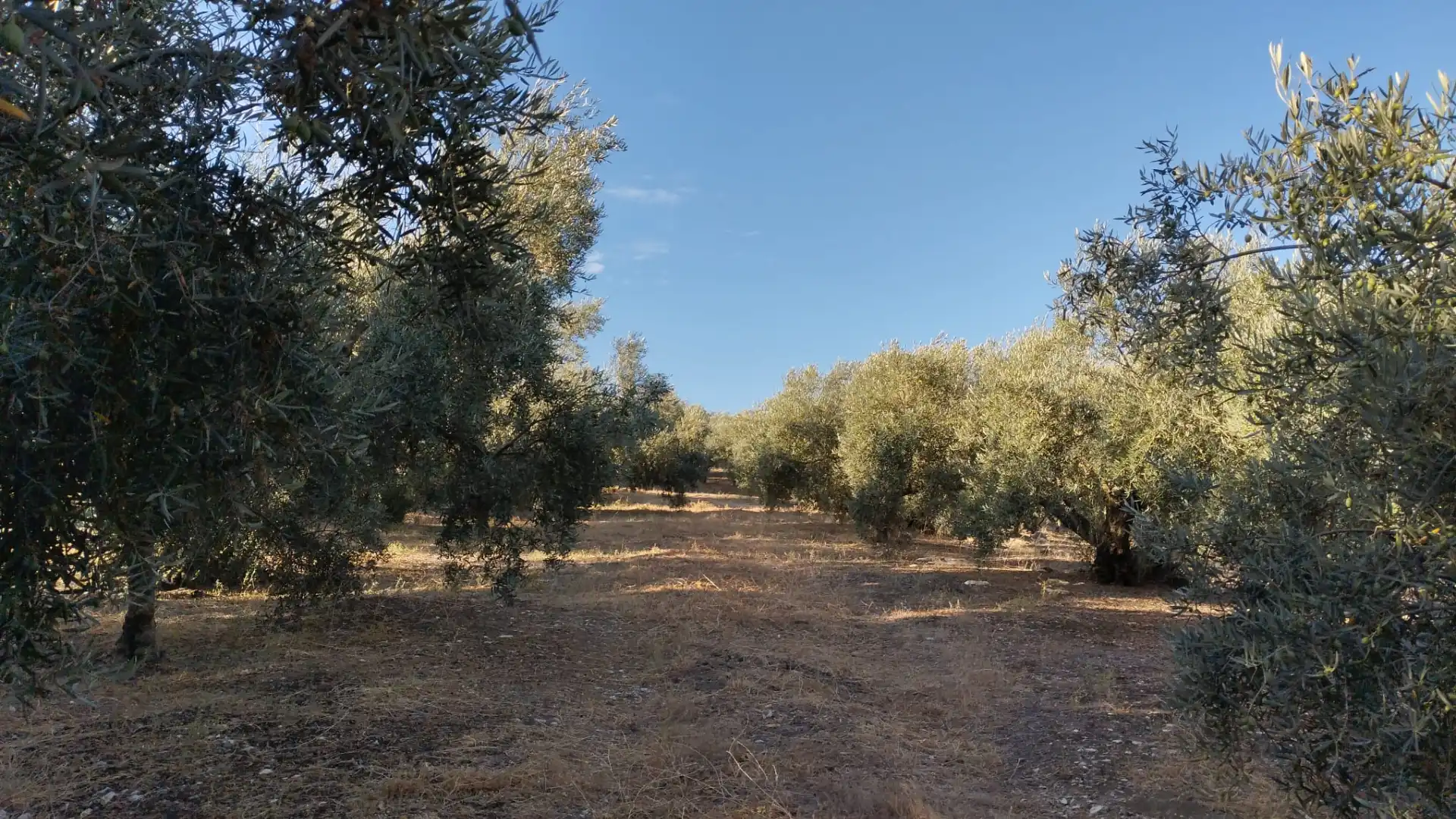 Terreno rustico in vendita a Avenida Góngora, imagen 9
