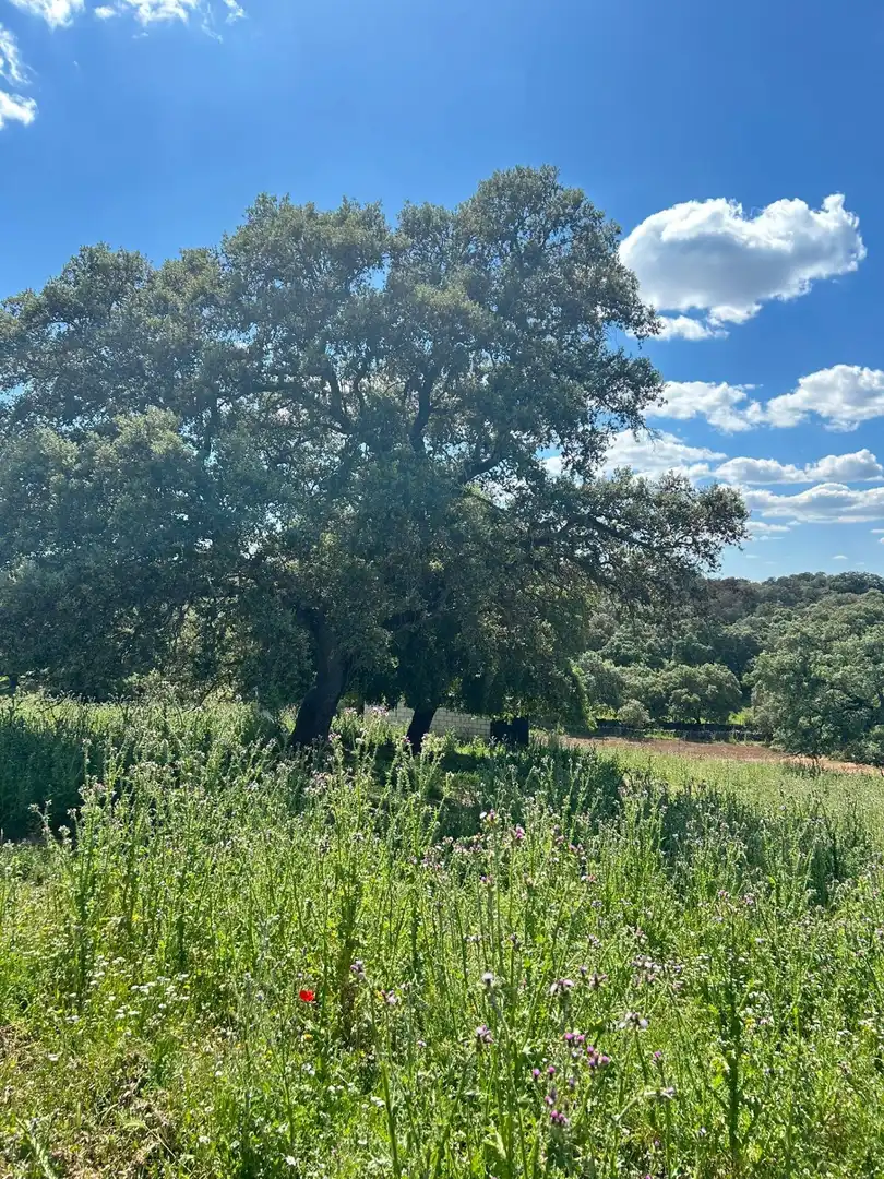Finca rústica en venta en Alanís
