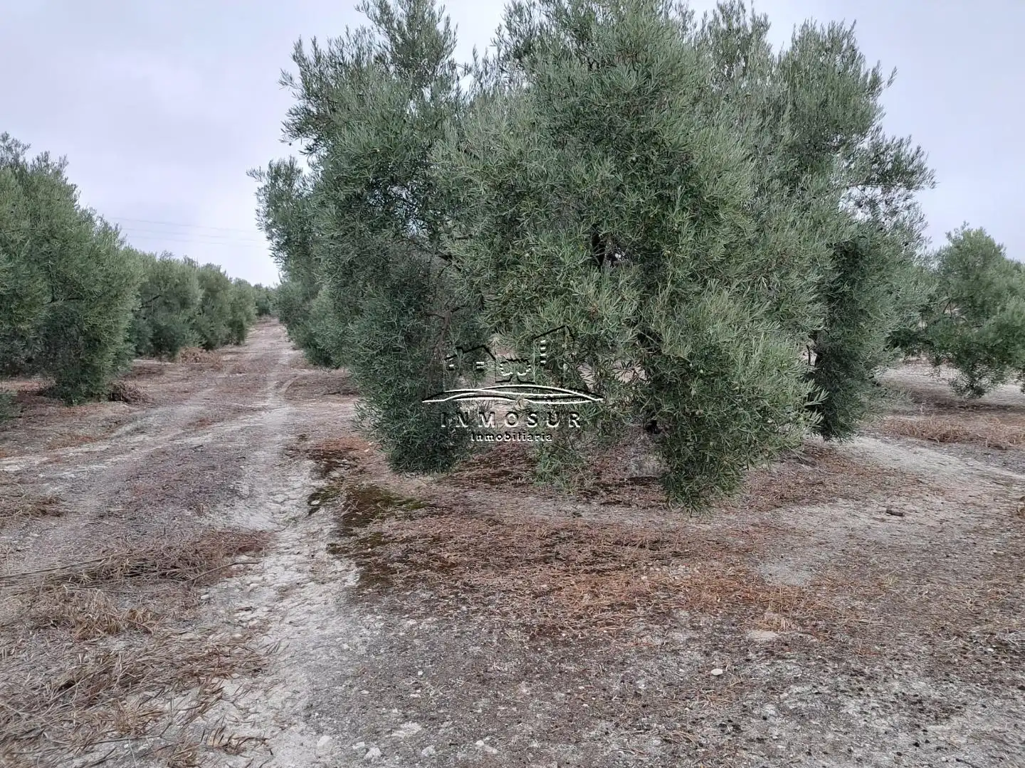 Terrenos y solares en venta en Centro, imagen 4