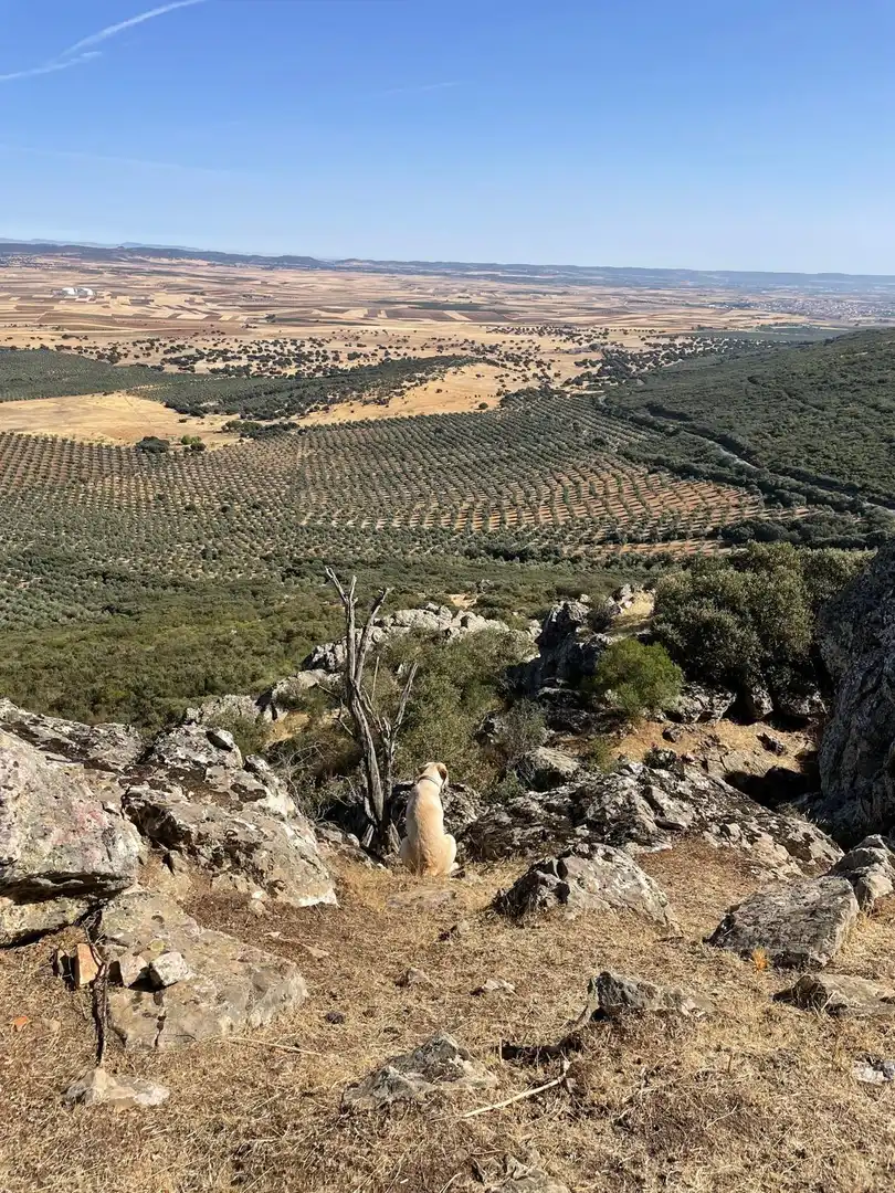 Casa rústica en venda a Almodóvar del Campo, imagen 17