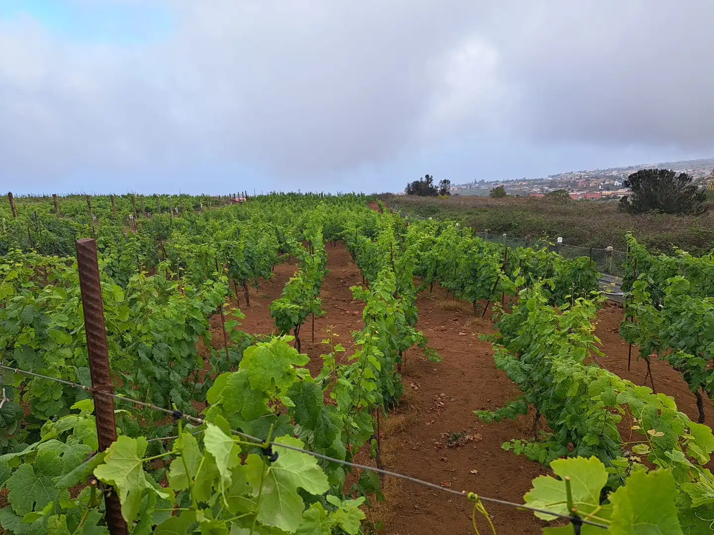 Rural land for sale in El Sauzal, imagen 18