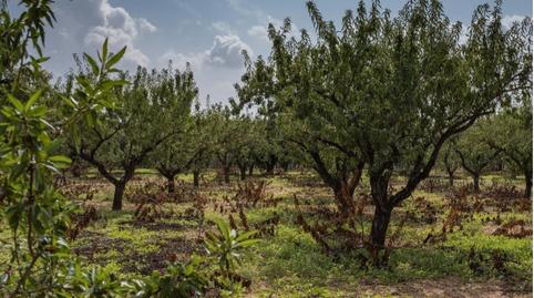 Foto 5 de Casa o xalet en venda a Calle Vereda, Las Cánovas - Cuevas de Reyllo, Fuente Álamo de Murcia