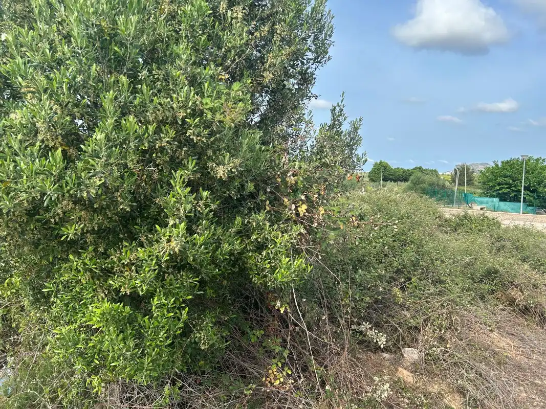 Terreno residencial en venta en Avinguda Alcalde Casimiro Bataller Arlandis 45, imagen 12