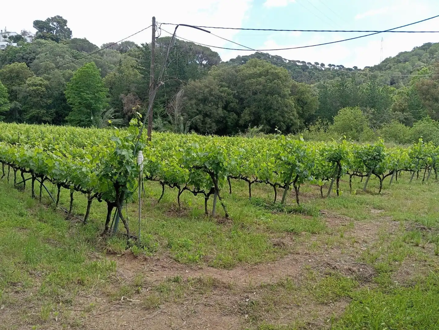 Finca rústica en venda en Sant Cebrià de Vallalta amb Jardí privat, Terrassa i Piscina comunitària