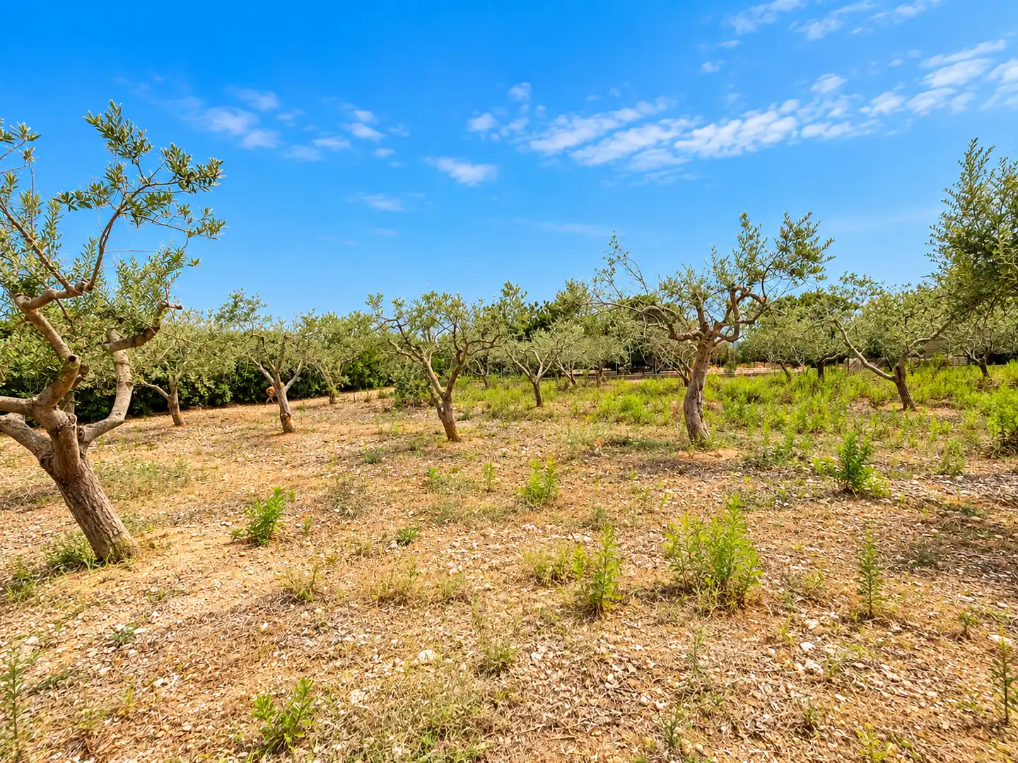 Country house with garden for sale in Partida Freixa, imagen 49