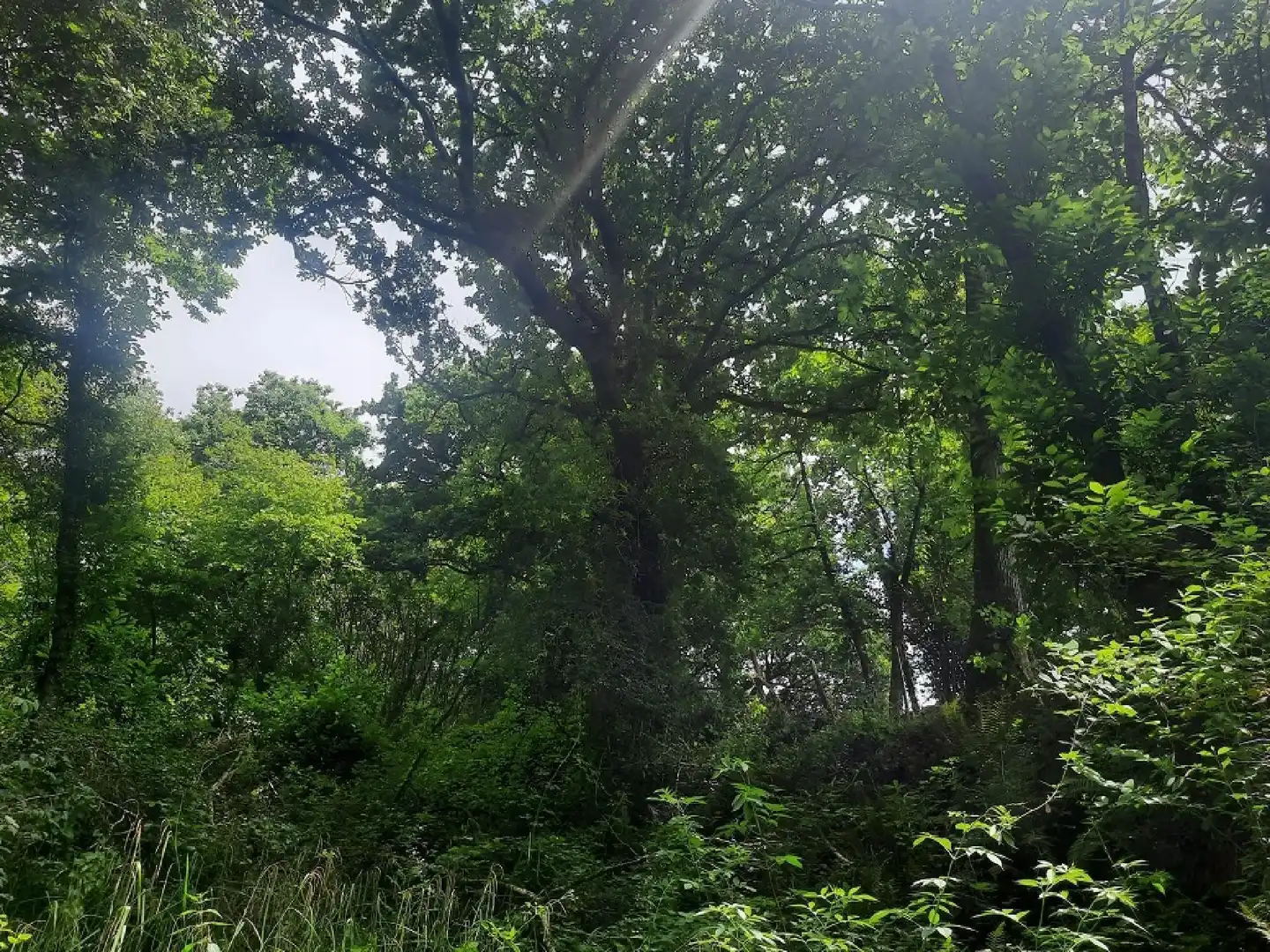Rural land for sale in Ampuero, imagen 4