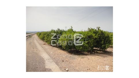 Finca Rustica  Venta Algemesí