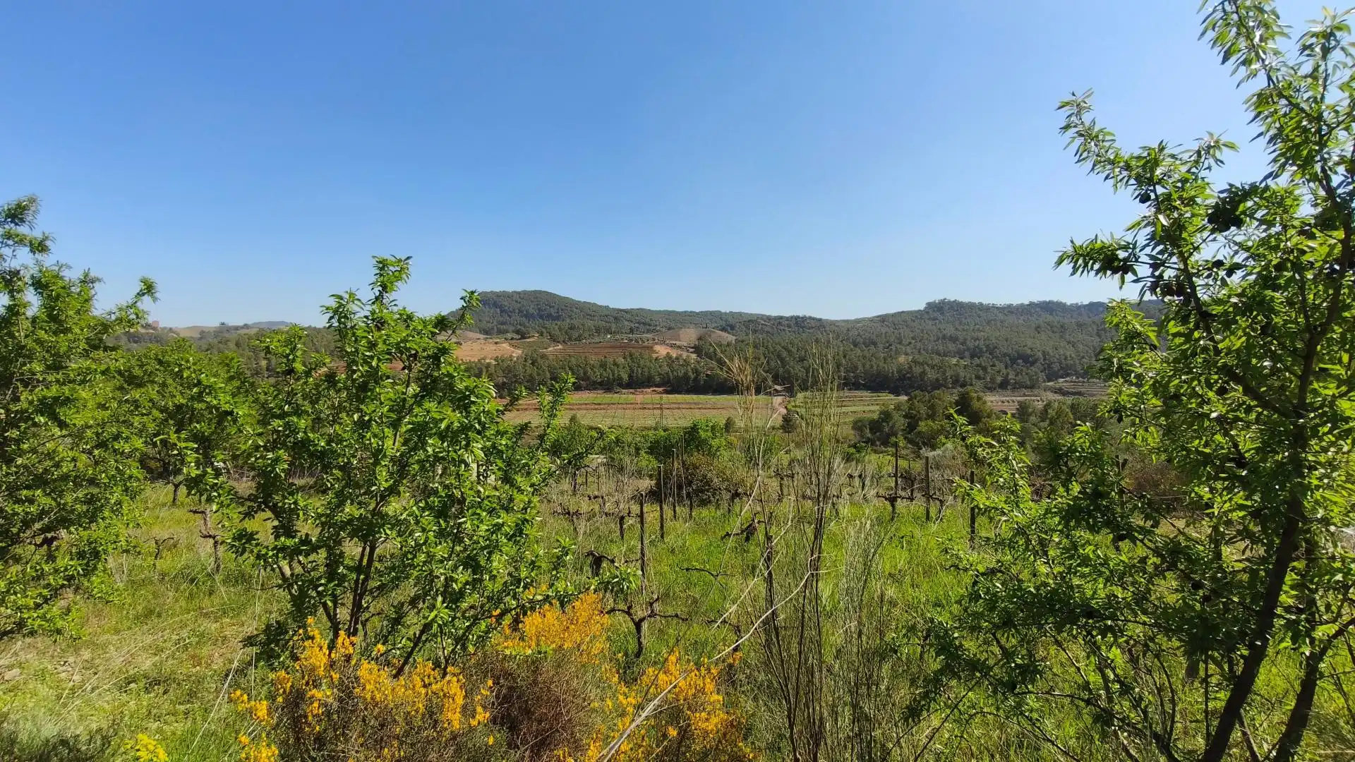 Grundstücke zum Verkauf in El Molar (Tarragona)